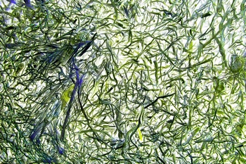 AP 159A1